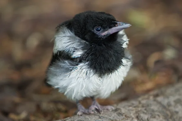 Baby-Magpie