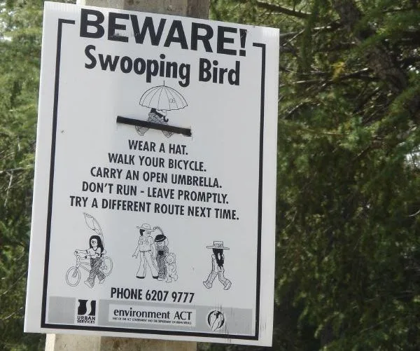 Beware swooping