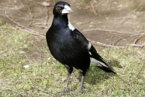 Magpie