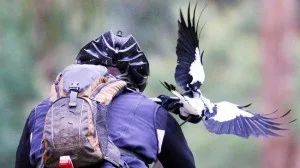 magpie-swoops