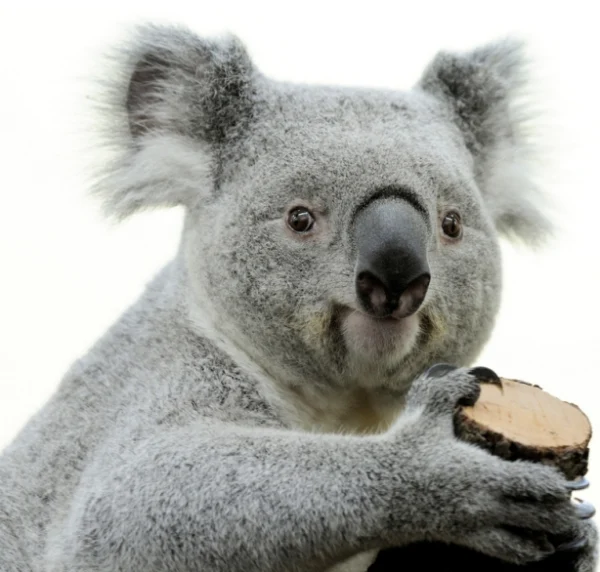 koala-fakt