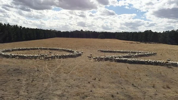 Sheeps AU