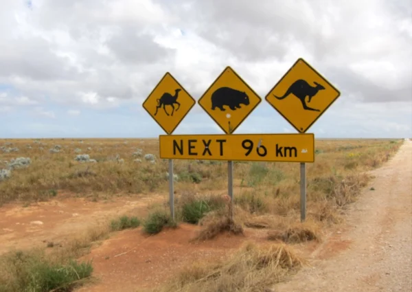 Camels 1