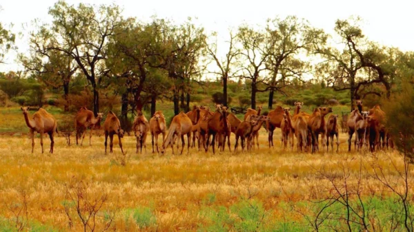 Camels 2