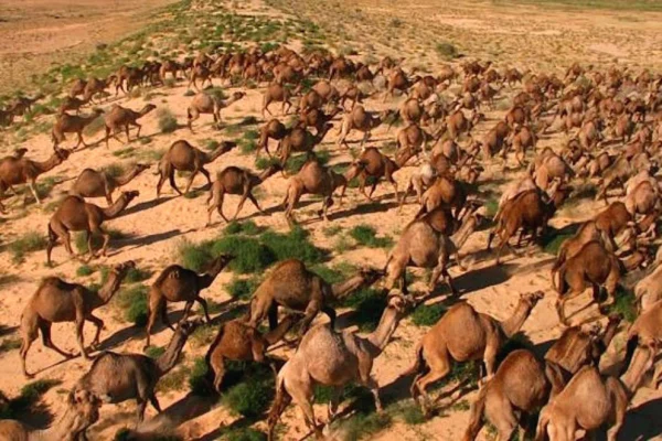 Camels 3