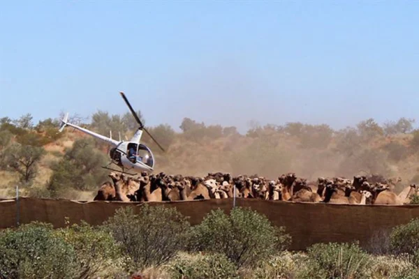 Camels 5